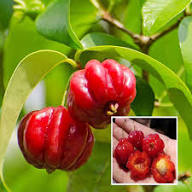 Surinam Cherry Seeds – Heirloom, Non-GMO, High Germination Organic Garden Seeds for Planting