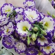 White Purple Eustoma Flower Seeds for Planting – Heirloom, Non-GMO, High Germination