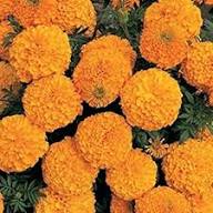 Marigold Flowers Seeds Orange – Heirloom Non-GMO High Germination