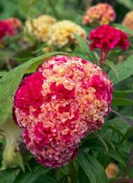 Yellow Red Cockscomb Flower Seeds – Heirloom Non-GMO High Germination Organic Garden Seeds