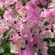 Rosa-weiße Bifolia Blumensamen – Alte Sorte, gentechnikfrei, keimstark, Bio-Gartensamen zum Pflanzen