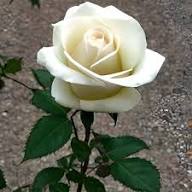 White Rugosa Rose Flower Seeds Heirloom Non-GMO High Germination Organic Garden Seeds for Planting