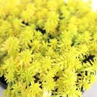 Yellow Sedum Flower Seeds Heirloom Non-GMO High Germination Organic Garden Seeds for Planting