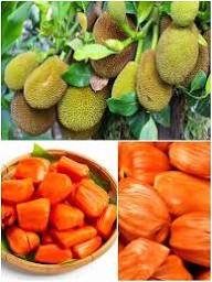 Orange Jackfruit Seeds for Planting – Heirloom, Non-GMO, High Germination Organic Garden Seeds for Large Sweet Jackfruits