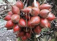 Red Salak Seeds – Heirloom, Non-GMO, High Germination Organic Garden Seeds