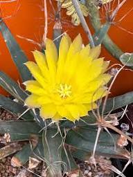 Yellow Leuchtenbergia Flower Seeds – Heirloom Non-GMO High Germination Organic Seeds