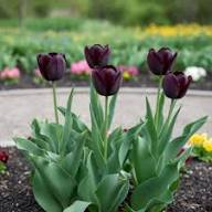 Tulpenblumen-Staude Samen zum Pflanzen – Traditionell, gentechnikfrei, hohe Keimfähigkeit