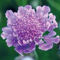 Semillas de flores de Scabiosa Púrpura – Herencia, no modificadas genéticamente, semillas orgánicas de jardín de alta germinación para sembrar