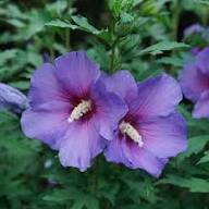 Purple Giant Hibiscus Flower Seeds Heirloom Non-GMO High Germination Organic Garden Seeds for Planting