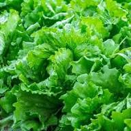 Lettuce Seeds – Heirloom Non-GMO High Germination Organic Garden Seeds for Planting