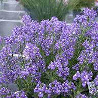Violet Nemesia Flower Seeds – Heirloom Non-GMO High Germination Organic Garden Seeds
