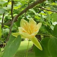 Yellow Tulip Tree Seeds Heirloom Non-GMO High Germination Organic Garden Seeds