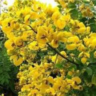 Yellow Senna Flower Seeds Heirloom Non-GMO High Germination Organic Garden Seeds for Planting