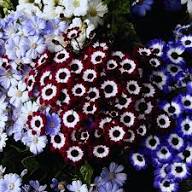Red White Cineraria Flower Seeds Heirloom Non-GMO High Germination Organic Garden Seeds