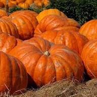 Mixed Giant Pumpkin Seeds – Heirloom, Non-GMO, High Germination Organic Garden