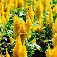 Yellow Astilbe Flower Seeds for Planting – Heirloom, Non-GMO, High Germination Organic Garden Seeds