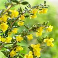 Yellow Frikartii Flower Seeds Heirloom Non-GMO High Germination Organic Garden Seeds for Planting