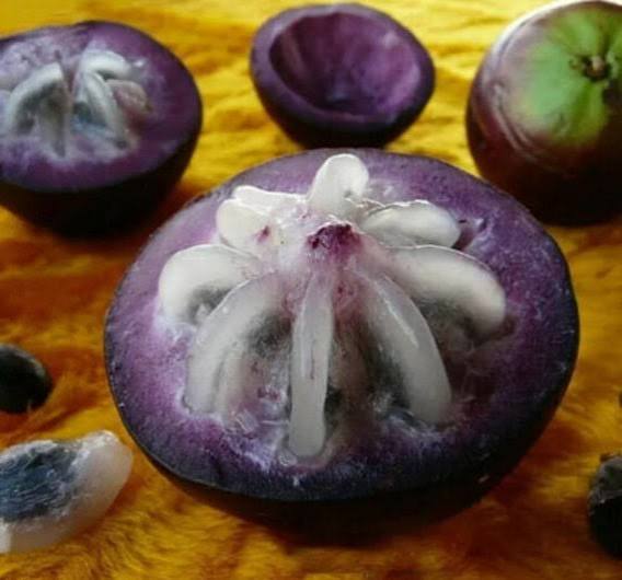 Purple Star Apple Seeds for Planting – Heirloom Non-GMO High Germination Organic Garden Seeds