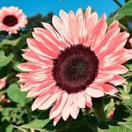 Sunflower Flower Seeds Pink Heirloom Non-GMO High Germination Organic Garden Seeds