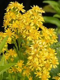 Yellow Solidago Flowers Seeds Heirloom Non-GMO High Germination Organic Garden Seeds for Planting