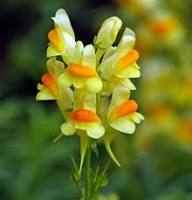 Yellow Linaria Vulgaris Flower Seeds – Heirloom Non-GMO High Germination Organic Garden Seeds