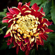 Yellow Red Chrysanthemum Flower Seeds – Heirloom Non-GMO High Germination Organic Seeds