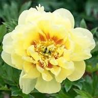Peony Flower Seeds Yellow – Heirloom, Non-GMO, High Germination Seeds for Planting