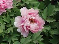 Perennial Peony Flower Seeds Pale Pink – Heirloom, Non-GMO, High Germination Seeds