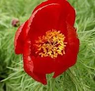 Red Paeonia Tenuifolia Flower Seeds – Heirloom, Non-GMO, High Germination Seeds