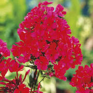 Red Phlox Perennial Flower Seeds for Planting – Heirloom, Non-GMO, High Germination Organic Garden Seeds