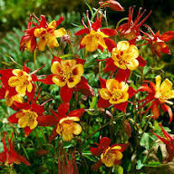 Aquilegia Flower Seeds Red Yellow for Planting – Heirloom Non-GMO High Germination Organic Garden Seeds