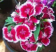 Dianthus-Blumensamen Rosa zum Pflanzen – alte Sorte, gentechnikfrei, hohe Keimfähigkeit Bio-Gartensamen zum Pflanzen