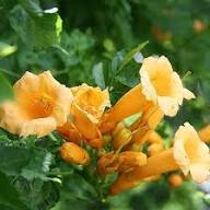 Yellow Campsis Grandiflora Flower Seeds – Heirloom, Non-GMO, High Germination Organic Seeds