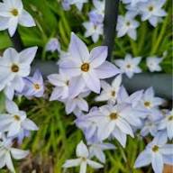 White Ipheion Flower Seeds Heirloom Non-GMO High Germination Organic Garden Seeds for Planting