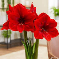 Red Hippeastrum Flower Seeds – Heirloom, Non-GMO, High Germination Organic Garden Seeds