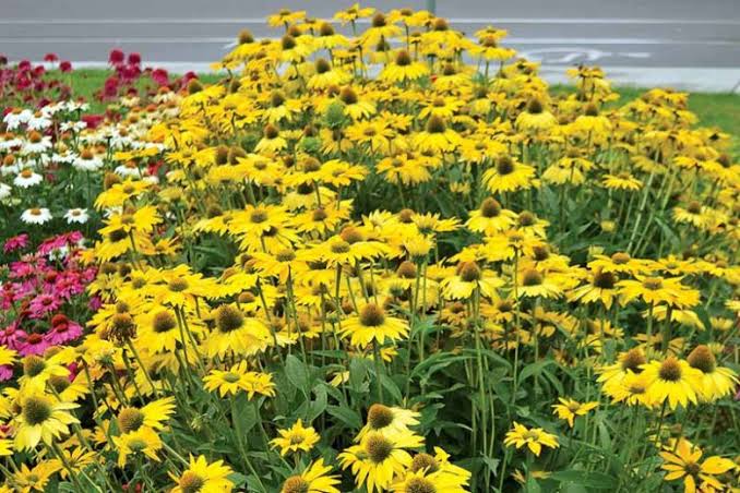 Leilani Coneflower Echinacea Purpurea Seeds for Planting – Heirloom, Non-GMO