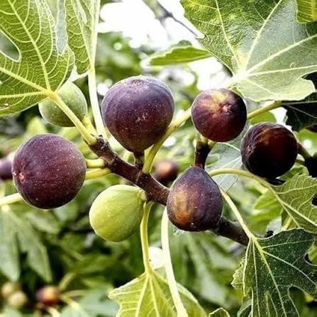 Brown Turkey Fig Tree Fruit Seeds for Planting – Heirloom Non-GMO High Germination Organic Garden Seeds