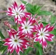 Pink White Phlox Drummondii Flower Seeds Heirloom Non-GMO High Germination Organic Garden Seeds for Planting