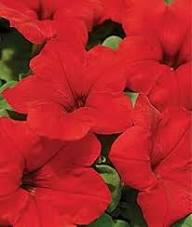 Red Surfinia Flower Seeds Heirloom Non-GMO High Germination Organic Garden Seeds for Planting