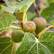 Brown Ficus Seeds Heirloom Non-GMO High Germination Organic Garden Seeds for Planting