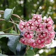 Pink Hoya Archboldiana Flower Seeds – Heirloom, Non-GMO, High Germination Seeds