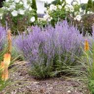 Purple Perovskia Flower Seeds Heirloom Non-GMO High Germination Organic Garden Seeds for Planting
