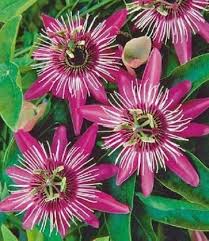 Pink Passion Seeds Heirloom Non-GMO High Germination Organic Garden Seeds for Planting