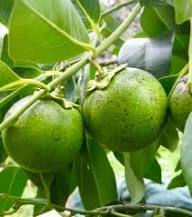 Green Diospyros Digyna Seeds Heirloom Non-GMO High Germination Organic Garden Seeds for Planting