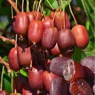 Scarlet Kiwi Fruit Seeds for Planting – Exotic Red-Fleshed Kiwi, Berry-Like Taste, Heirloom, Non-GMO Organic Garden Seeds