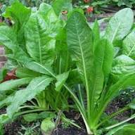 Mixed Chicory Seeds Heirloom Non-GMO High Germination Organic Garden Seeds for Planting