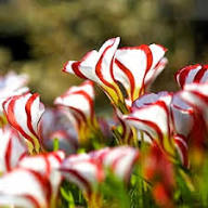 Red Oxalis Flowers Seeds – Heirloom, Non-GMO, High Germination Organic Garden Seeds for Planting