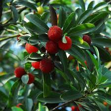 Myrica Rubra Chinese Bayberry Fruit Seeds for Planting – Heirloom Non-GMO High Germination Organic Garden Seeds