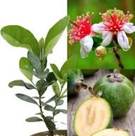Feijoa Seeds Green Heirloom Non-GMO High Germination Organic Garden Seeds for Planting
