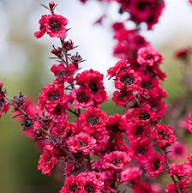 Dark Pink Leptospermum Scoparium Flower Seeds – Seeds for Planting, Heirloom, Non-GMO, High Germination Organic Garden Seeds